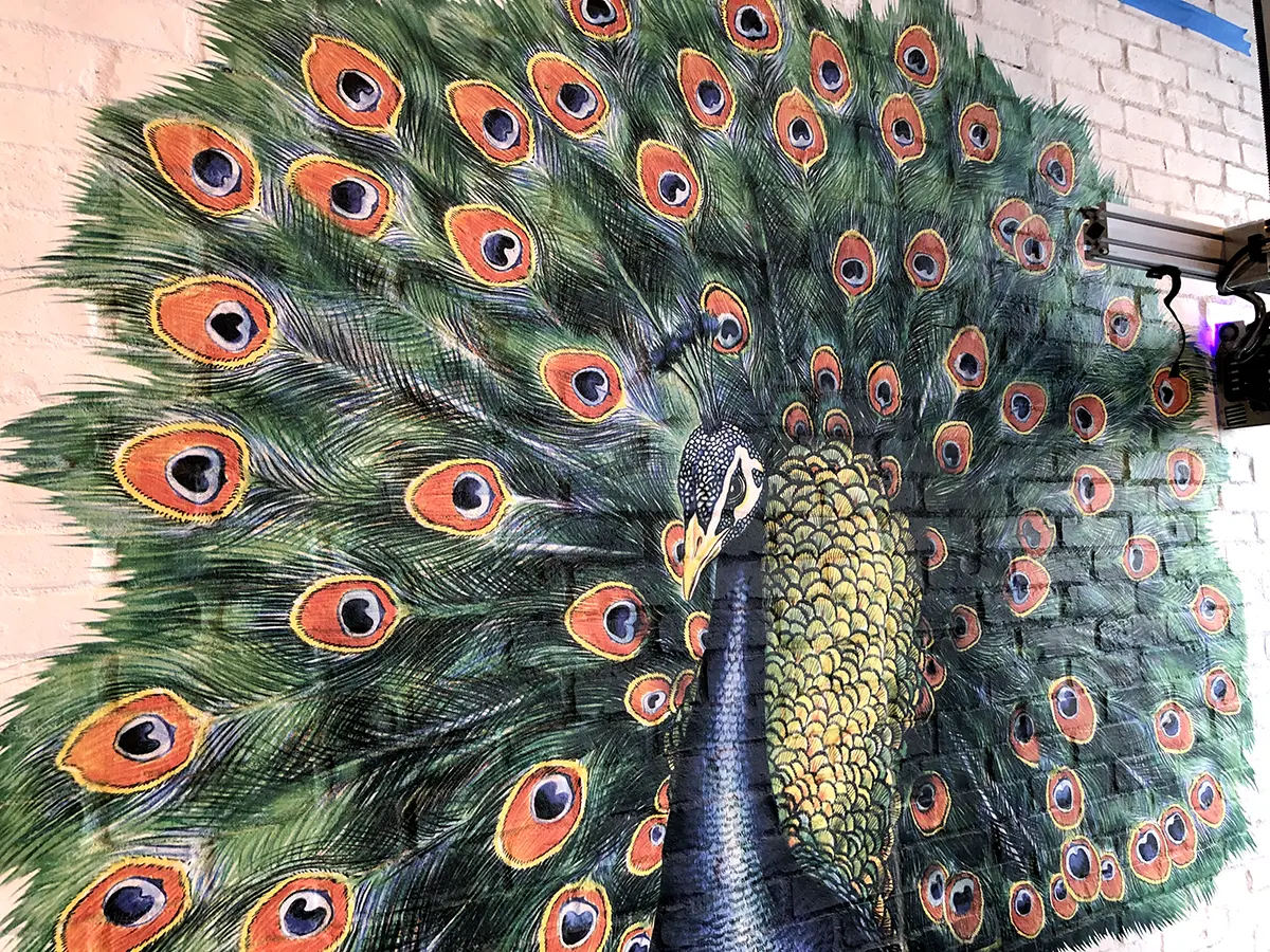 Colorful peacock illustration on brick